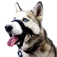 Mordaza Para Perro Ajustable Anti-mordedura Mascarilla De Pelo Del Nariz Set De Traction Entrenamiento Con Cinturón Para Perros - details 2