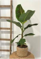 Plantera de Mussa – Estilo Tropical en tu Hogar- Bananero- Palma de Viajero - Citrus Flowers Plants tu vivero de confianza- entregas inmediatas - Urgentes a domiclio - empaquetado excelente - details 0
