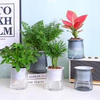 Maceta De Riego Automático Doble Capa Transparente Plástico Vaso De Flores Decoración De Potted Flowerpot Hydroponic - details 1