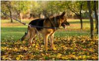 Correa De Perro Absorbedora De Choque Para Medianos Tamaños Juguete Elástico Indestructible Extensión De Cuerda Para Caminar Correa De Entrenamiento Negra - details 3