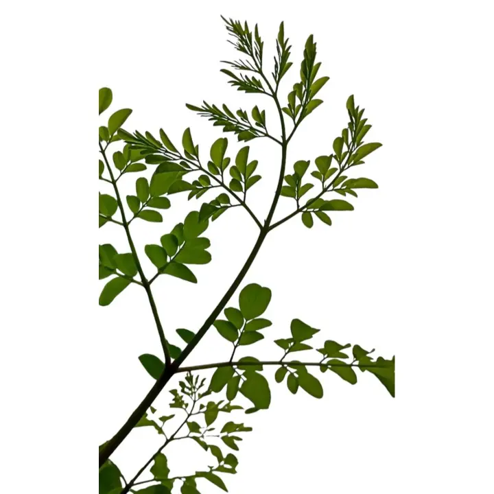 Planta natural Moringa Oleifera. También llamado Árbol de la vida, originario de la india, crece en cualquier tipo de suelo, y es una planta muy aprovechable, desde su vaina de semillas, hasta su raíz. - 1