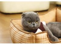 Cama De Mascota Cuadrada Con Red De Algodón Grueso Doble Cara Desmontable Y Lavable Para Perros Y Gatos Accesorios Para Mascotas - details 13