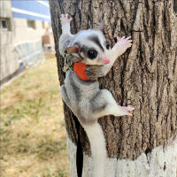 Correa Para Pequeños Mascotas 4Pcs Cuerda Antideslizante Para Hamster Ardilla Anti Mordedura Resistente Al Viento Correa Especial Antipérdida Para Sugar Glider - details 4