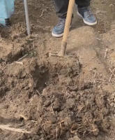Pala De Jardín De Acero De Mánganeso Para Suelo Suave Herramienta De Agricultura Con Cuatro Dientes Para Desbrozar Y Girar Tierra Manual - details 8