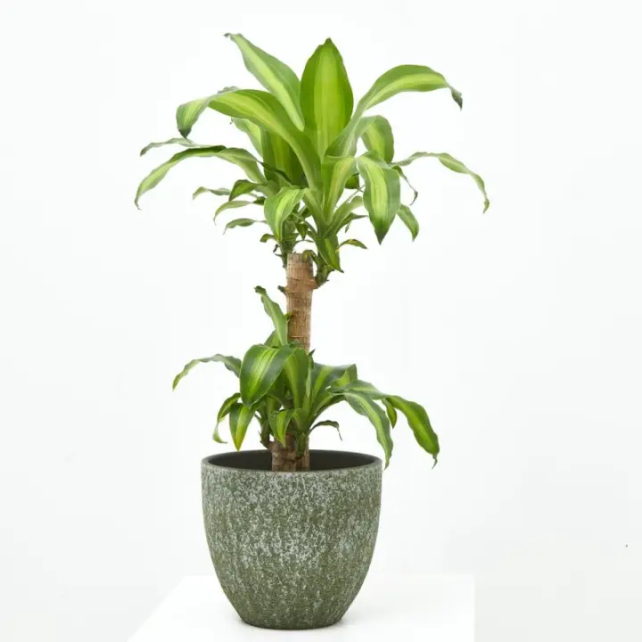 Verdecora Tronco de Brasil - Planta Natural de Interior Resistente y Purificadora de Aire - 1