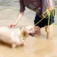 Collar De Perro PVC Impermeable Y Anti-Olor Durable Ajustable De Poliéster Suave Con Rayas Reflectantes S/M/L Para Todas Las Estaciones - details 9