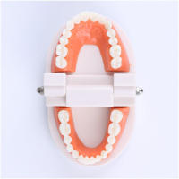 Modelo Dental Estándar De Dientes Humanos Para Enseñanza Y Estudio Práctica De Limpieza Perfecto Para Niños Montessori - details 5