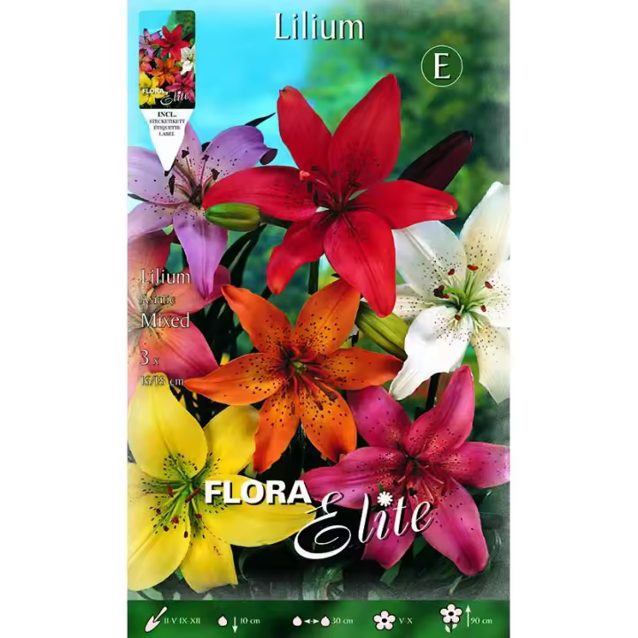 Bulbo Lilium asiatic mezcla 2 uds - 1