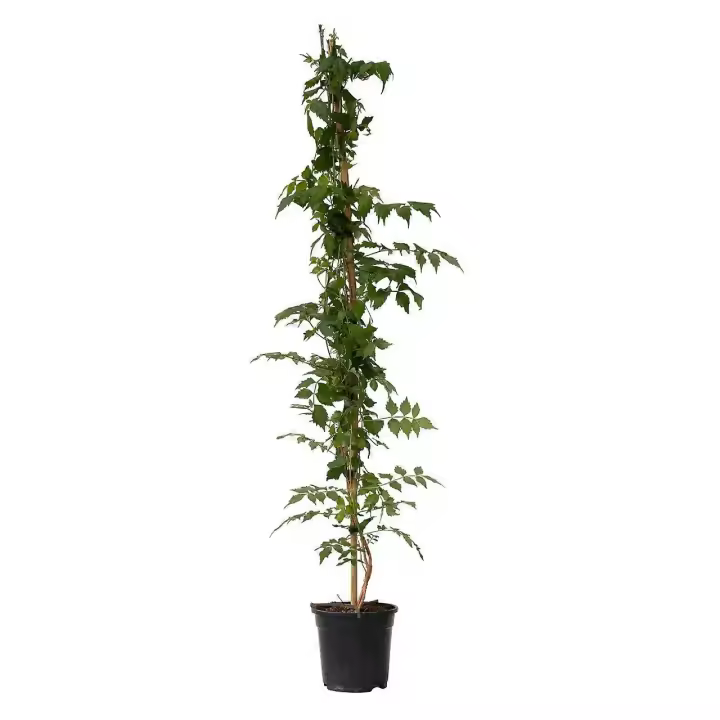 Trompeta Vine-Campsis taglibuana 'Mme Galen'-Altura 110-120cm-de 17cm - 1