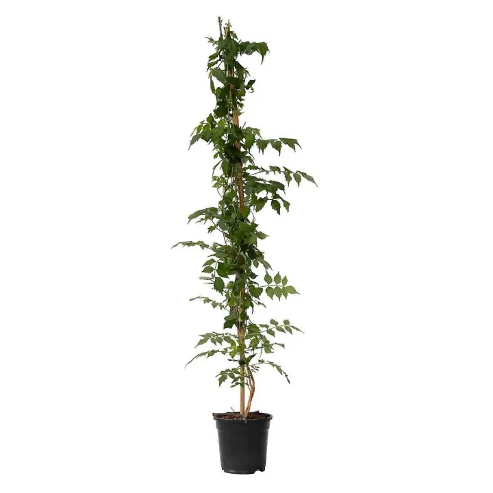 Trompeta Vine-Campsis taglibuana 'Mme Galen'-Altura 110-120cm-de 17cm - 1