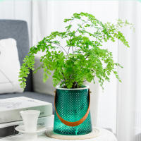 Macetas De Hidroponía Con Manija De Gran Capacidad Para Amantes Del Jardín Regalo Para Enthusiast De Las Plantas - details 3