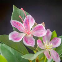 Plantas Artificiales De Azalea 21-40cm Falsas Hojas De Palma Tropicales Ficus Faux Con Flores Para Decoración De Hogar - details 12