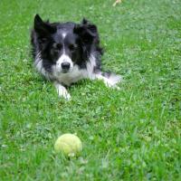 Set 1-3 Pelota de tenis para perros, Pelota automática para mascotas lanzador de pelotas de tenis para perros, mini pelotas de tenis de 6.40CM automático de bola de lanzador de tenis accesorios de pelota - details 3