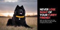 Collar Luminoso Perro Recargable DOG'S LIGHT Animal Kingdom - details 0