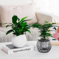 Maceta Mini Self Watering Transparente Para Plantas Y Acuarios Con Desechadero Plástico Moderno Para Decoración Del Hogar - details 1