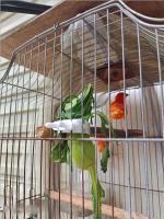 Soporte Para Alimentos Pequeño Para Pájaros Accesorio De Jaula De Pájaros Clip Para Frutas Vegetales Y Hueso De Cuttlefish Para Periquitos Y Otros Pequeños Animales - details 11