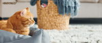 Juguete Para Gatos Tablero De Rasguñado Duradero Con Rueda Giratoria Columna De Atracción Para Gatos Marco De Subida Para Mascotas - details 8