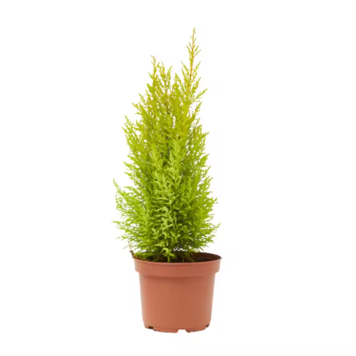 Verdecora Ciprés Wilma | Planta Natural de Exterior con Olor a Limón - 1