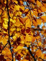 Planta natural arbol Fagus sylvatica, Haya común. Elegir medida. Ofrece sombra densa, hermosos colores otoñales, resistencia a diversas condiciones climáticas, y mejora la biodiversidad al atraer aves e insectos beneficiosos. - details 0