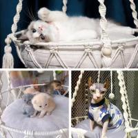 Nueva Hamaca Para Mascotas Gato Silla Colgante Tejida a Mano Con Alambre De Algodón Cesta Colgante Para Gatos Y Gatitos Juguete Colgante Para Interiores Suministros Para Mascotas - details 6