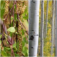 Planta natural arbol Betulus Pendula, Abedul común. Varias alturas elegir. Aporta elegancia con su corteza blanca y hojas verdes que amarillean en otoño. Crece rápido, tolera suelos pobres, brinda sombra ligera y atrae aves e insectos beneficiosos. - details 0
