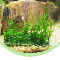 10Pcs/Set Malla Decorativa De Acero Inoxidable Para Plantas De Acuario Fundamento De Plantas De Agua Ornamento De Paisaje De Tanque - details 2