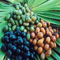 Naturbite Saw Palmetto 60 Caps. Extracto Estandarizado para la Salud Masculina - details 4