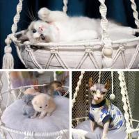 Nueva Hamaca Para Mascotas Gato Silla Colgante Tejida a Mano Con Alambre De Algodón Cesta Colgante Para Gatos Y Gatitos Juguete De Malla Para Interiores Suministros Para Mascotas - details 6