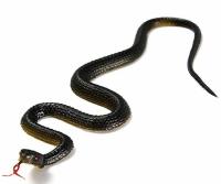 Juguete Realista De 45cm En Color Verde Anaconda De Goma Para Eludir Pájaros Accesorios De Piñata Para Halloween - details 1