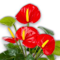 Maceta Anthurium Artificial - 72cm - Karawan. - details 1