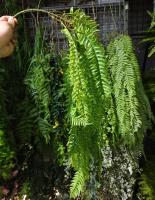 1PC Planta Artificial Colgante De Hierba Verde Falsa Valla De Plástico Para Decoración De Jardín Y Restaurante Arquitectura Suave - details 6
