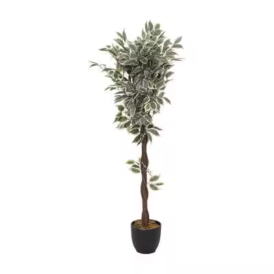Factory cuadros- Arbol ficus verde oscuro - 1