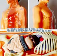 Modelo de esqueleto infantil desmontable de anatomía humana y torso, esqueleto científico del cuerpo humano, juguete educativo, regalo, cognición STEM - details 0