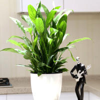 Maceta Autoabastecida Fácil De Mantener Para Hierbas Verduras Y Flores Blanco Duradero 180x18x19cm Para Cultivo En Interior Y Exterior - details 6