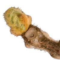 Planta natural fruta kiwi autofertil Jenny. Segura Garden. Cultivar kiwi Jenny en el jardín ofrece frescura diaria de frutas sabrosas, ricas en vitamina C, antioxidantes y fibra, promoviendo la salud y sostenibilidad. - details 0