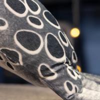 Muñeco De Peluche De Imitación De Sello Suave Y Bonito Para Niños Y Niñas Regalo De Cumpleaños O Festividades Almohada De Terciopelo Para El Hogar - details 4
