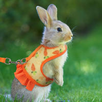 Juego De Correa Para Conejo Universal Con Estampado De Radish En El Pecho Y Cuerda De Tracción Al Aire Libre Accesorios Para Mascotas - details 5