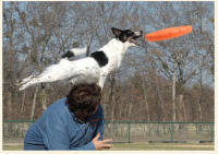 Juguete Interactivo Para Perros Disco Volador De Goma Suave Flecha Aérea Para Entrenamiento Y Masticar Juguete Para Mascotas - details 2