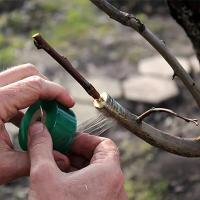 Cinta De Grafting PE Autoadhesiva Para Árboles Y Plantas En Jardín Film Elástico Para Vínculos De Tomates Y Esquejes - details 2