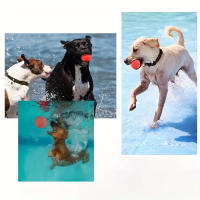 Bola Interactiva Para Perros Con Sonidos Duradera En Material TPR Para La Salud Dental Adecuada Para Entrenamiento Y Juegos Interior Y Exterior - details 3