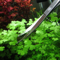 Herramientas De Acuario Accesorios De Acero Inoxidable Duro Pinzas Y Tijeras Para Plantas Y Limpieza De Tanque De Peces - details 5