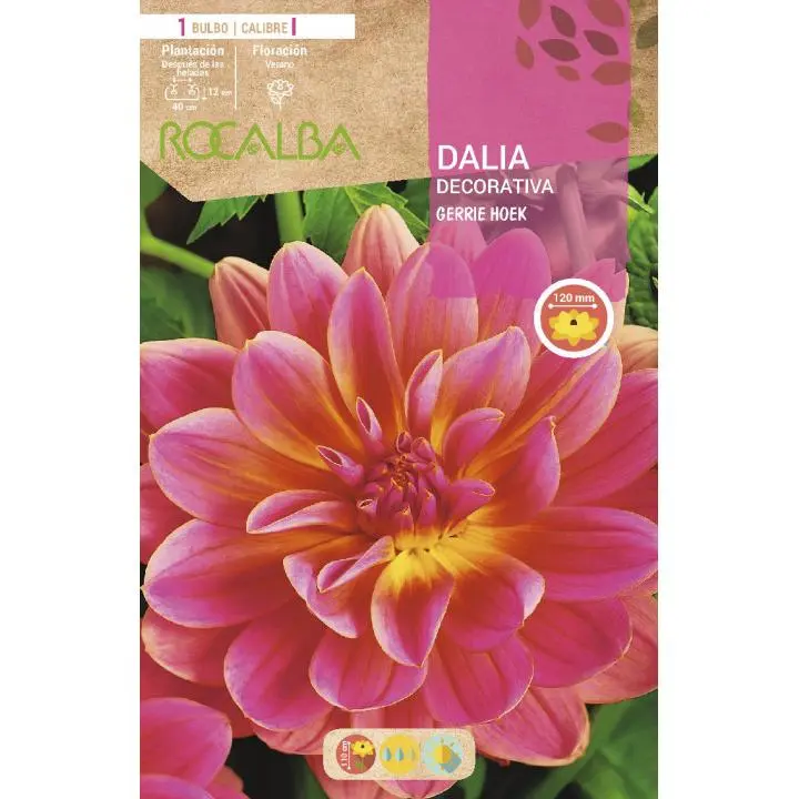Rocalba Bulbo Dalia Decorativa Rosa Flor Grande 1 Ud - 1