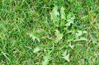 Herbicida contra Malas Hierbas de Hoja Ancha y Césped | Formato 100 ml (Para 1000 m2) | Fluroxipir 20% p/v | Herbicida Control selectivo contra hoja ancha MUY EFICAZ | Sipcam Jardin | Nexum Market - details 1