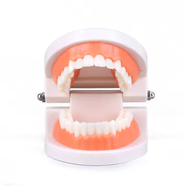Juguetes Educativos Montessori Para Niños Aprendizaje Temprano Inteligencia Bricolaje Ayudas De Enseñanza De Cepillado De Dientes Vida Simulada - 1