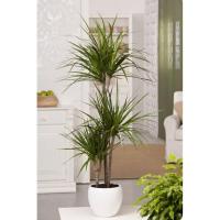 Dracaena Marginata | Plantas a Domicilio | Plants Indoor | Drácena de Interior | Deco interiorismo - details 0