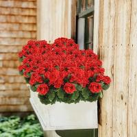 Plantas Artificiales Silken Begonia Para Bodas Decoración De Hogar Y Navidad Regalo DIY De Flores Silken En Vaso Para Ventanas Y Paredes - details 15