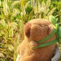 Muñeco De Peluche Capybara Kapibala 25-55CM Juguete De Internet Celebridad Muñeco Feo Lindo Para Niños Y Niñas Anime Kawaii - details 5