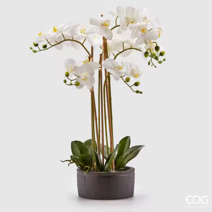 EDG Enzo De Gasperi Orchid Phalaenopsis Real con Jarrón Rama X6 Artificial H 72,5 Cm Blanco - 1