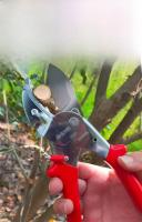 Tijeras De Poda Para Jardín Powerful Grape Especial Para Ramas Gruesas Y Árboles Frutales Podadoras De Acero Inoxidable Manija Plástica Herramienta De Poda De Bonsái - details 10