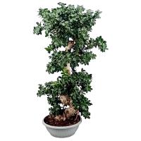 Planta natural Ficus Ginseng. Gran ejemplar para Bonsai. 110 - 120 cm. Segura Garden. Mejora la calidad del aire, es fácil de cuidar, tolera luz indirecta, fomenta la calma y simboliza equilibrio, perfecto para decorar interiores modernos. - details 0